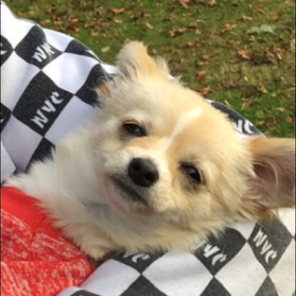 Meet your Posher, Isabelle